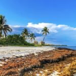 Massive Sargassum Surge Hits Top Mexican Beach Destinations In Rare Winter Event 1