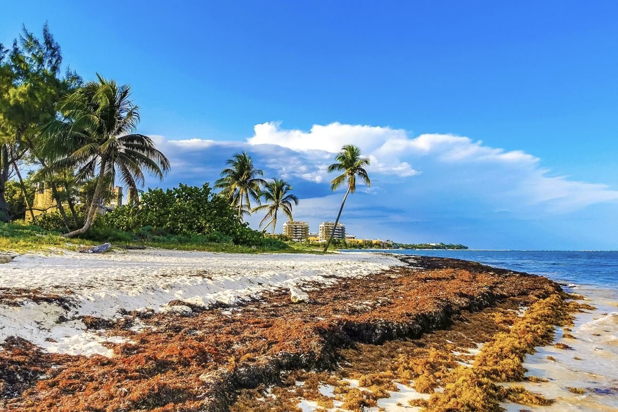 Massive Sargassum Surge Hits Top Mexican Beach Destinations In Rare Winter Event 1
