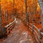 Bright autumn trees along boardwalk in late autumn in Michigan upper peninsula
